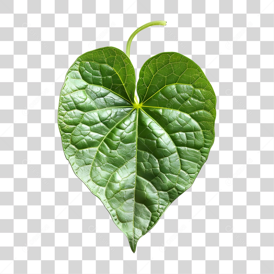 Folha PNG Transparente