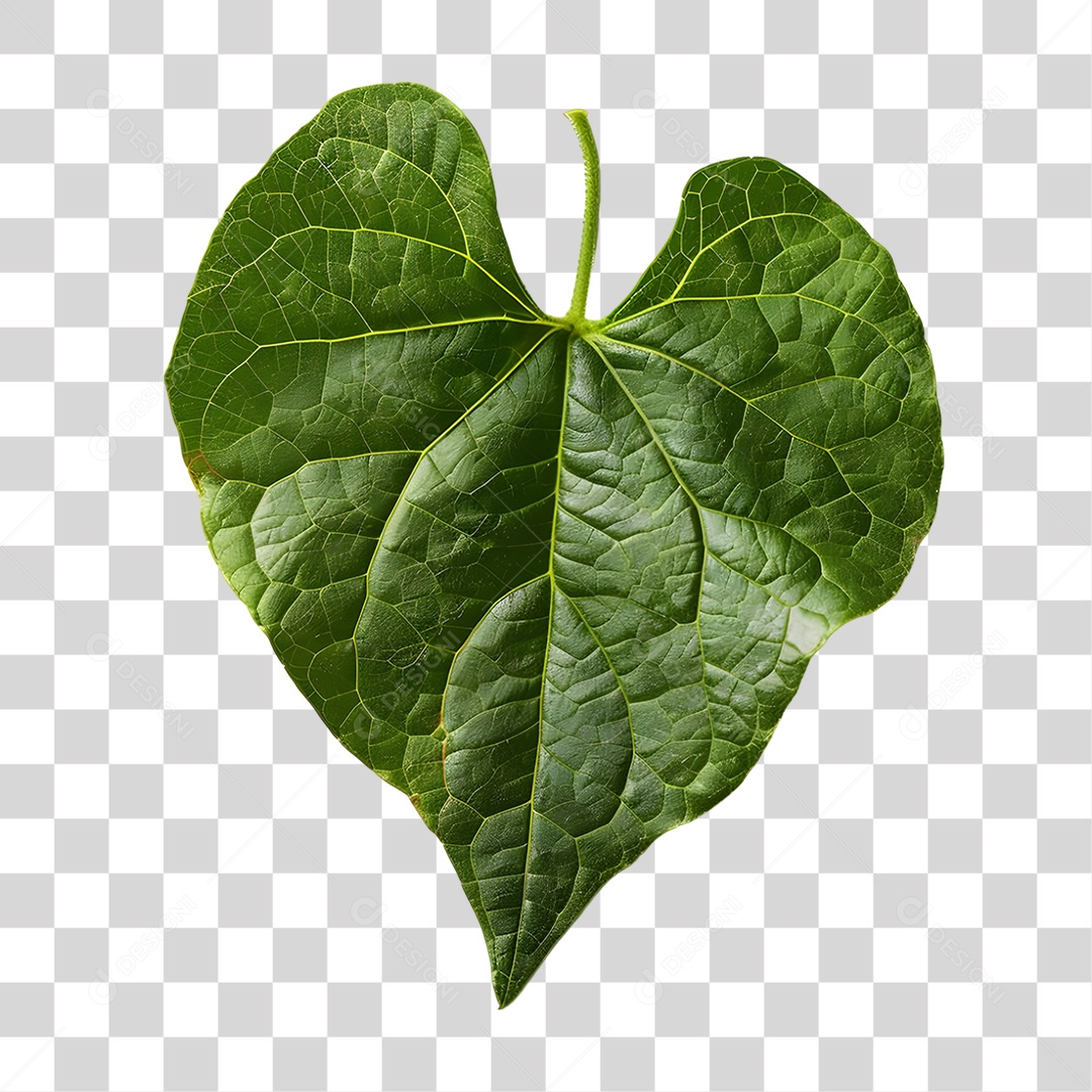 Folha PNG Transparente