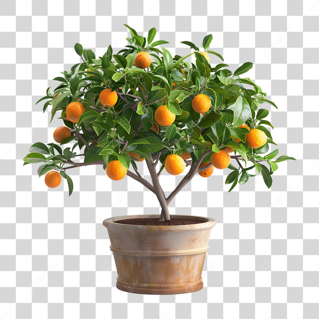Árvore Laranjeira PNG Transparente