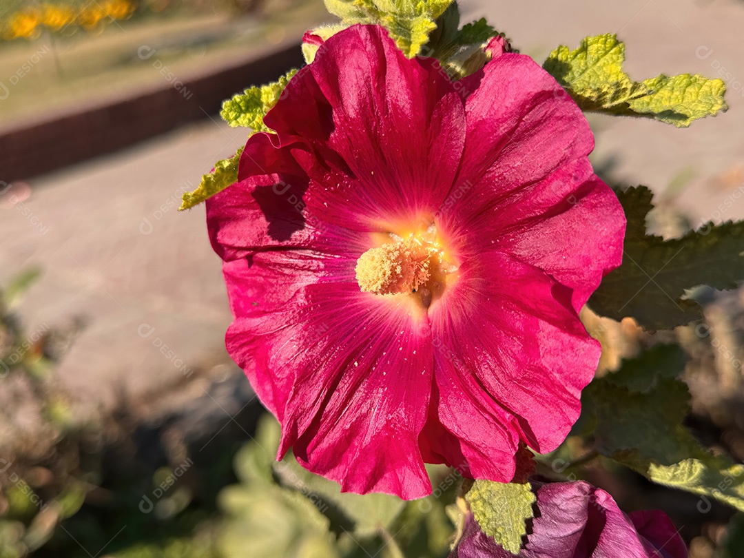 Um trio de malvas rosa vibrantes enfeitam um jardim ensolarado