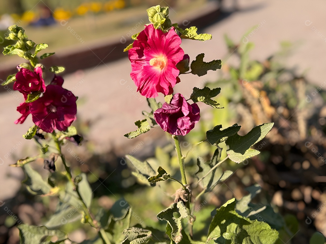 Um trio de malvas rosa vibrantes enfeitam um jardim ensolarado