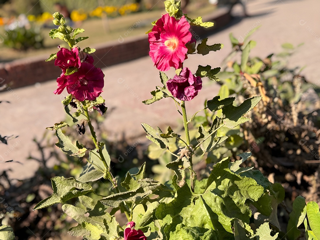 Um trio de malvas rosa vibrantes enfeitam um jardim ensolarado