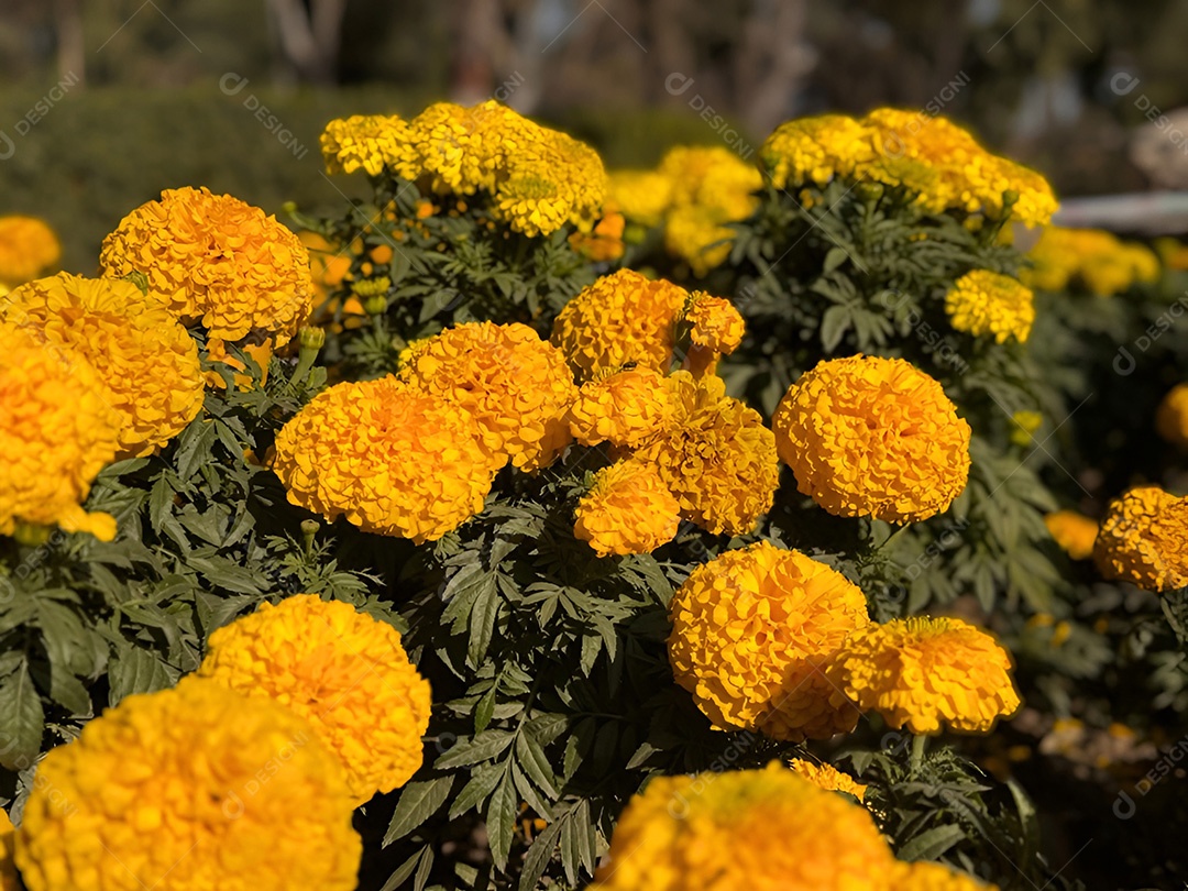 Abundância dourada campo de calêndulas amarelas vibrantes aquecendo
