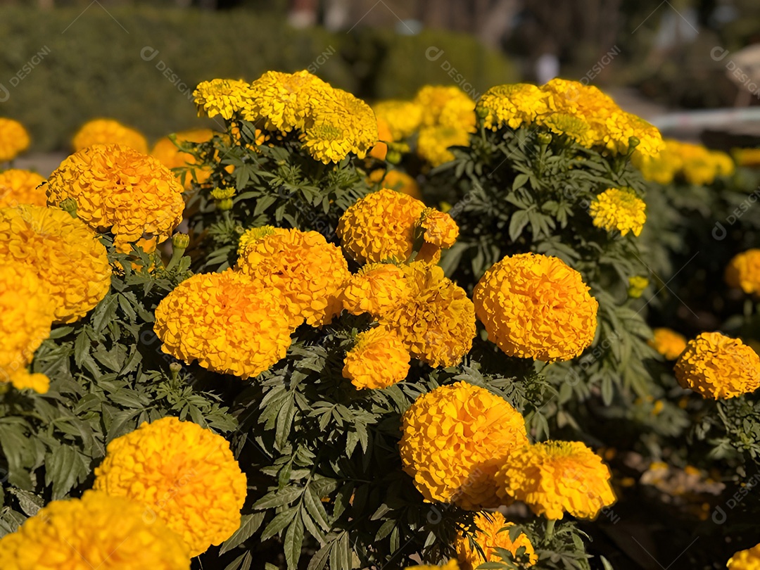 Abundância dourada campo de calêndulas amarelas vibrantes aquecendo