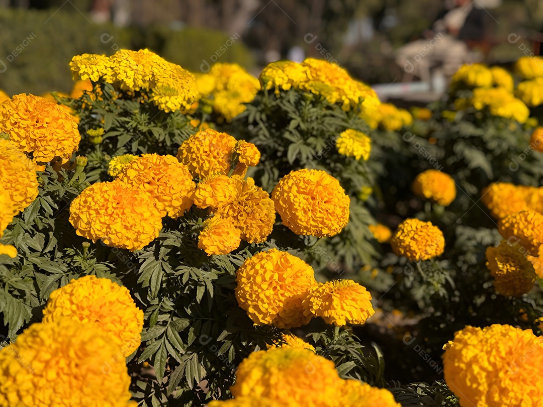 Abundância dourada campo de calêndulas amarelas vibrantes aquecendo