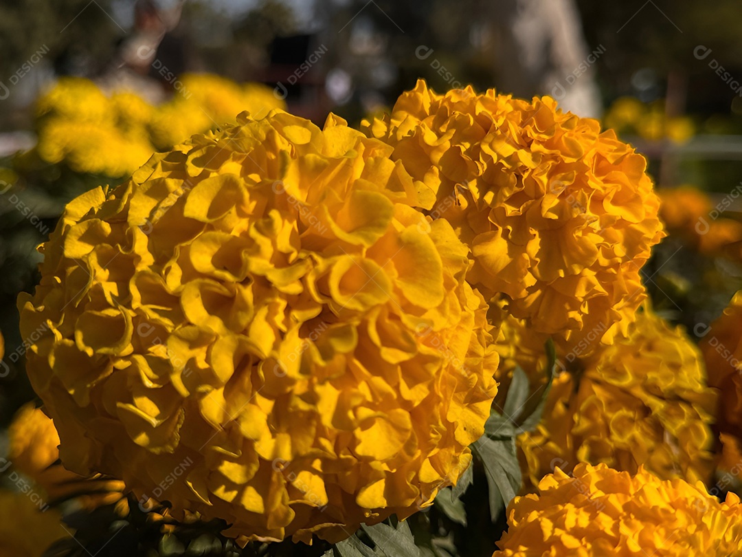 Abundância dourada campo de calêndulas amarelas vibrantes aquecendo