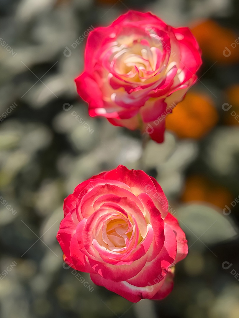 Um par de rosas delicadas com pétalas vermelhas e brancas