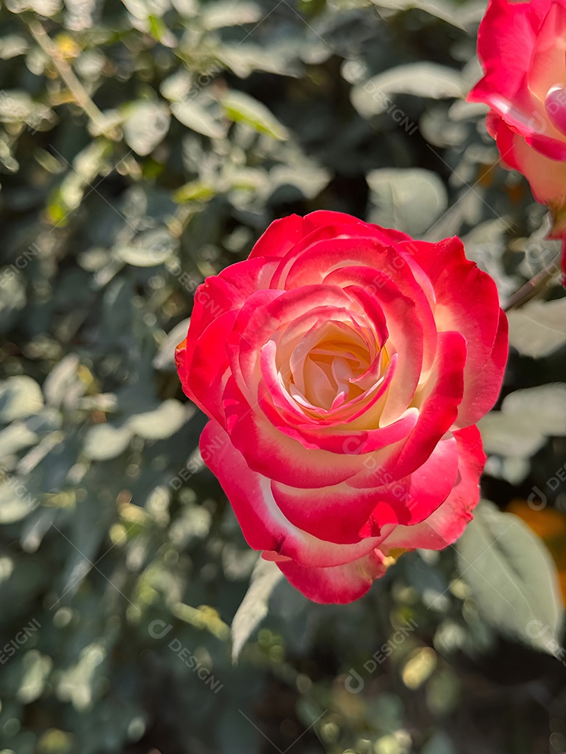 Um par de rosas delicadas com pétalas vermelhas e brancas