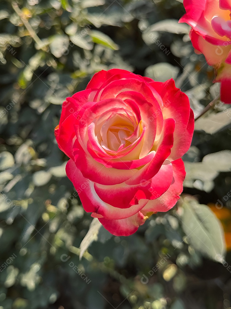 Um par de rosas delicadas com pétalas vermelhas e brancas