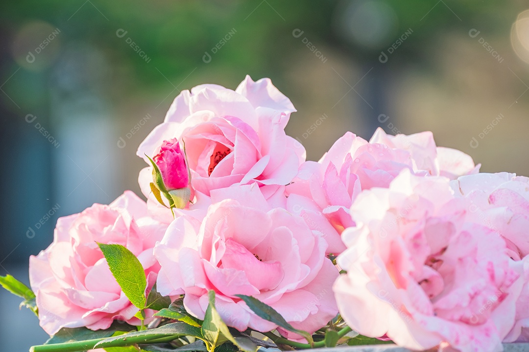Lindo grupo de flores rosas rosa suaves florescem no verão no jardim rural