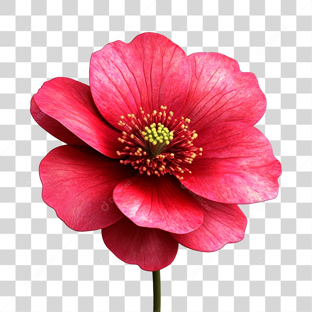 Flor Vermelha PNG Transparente