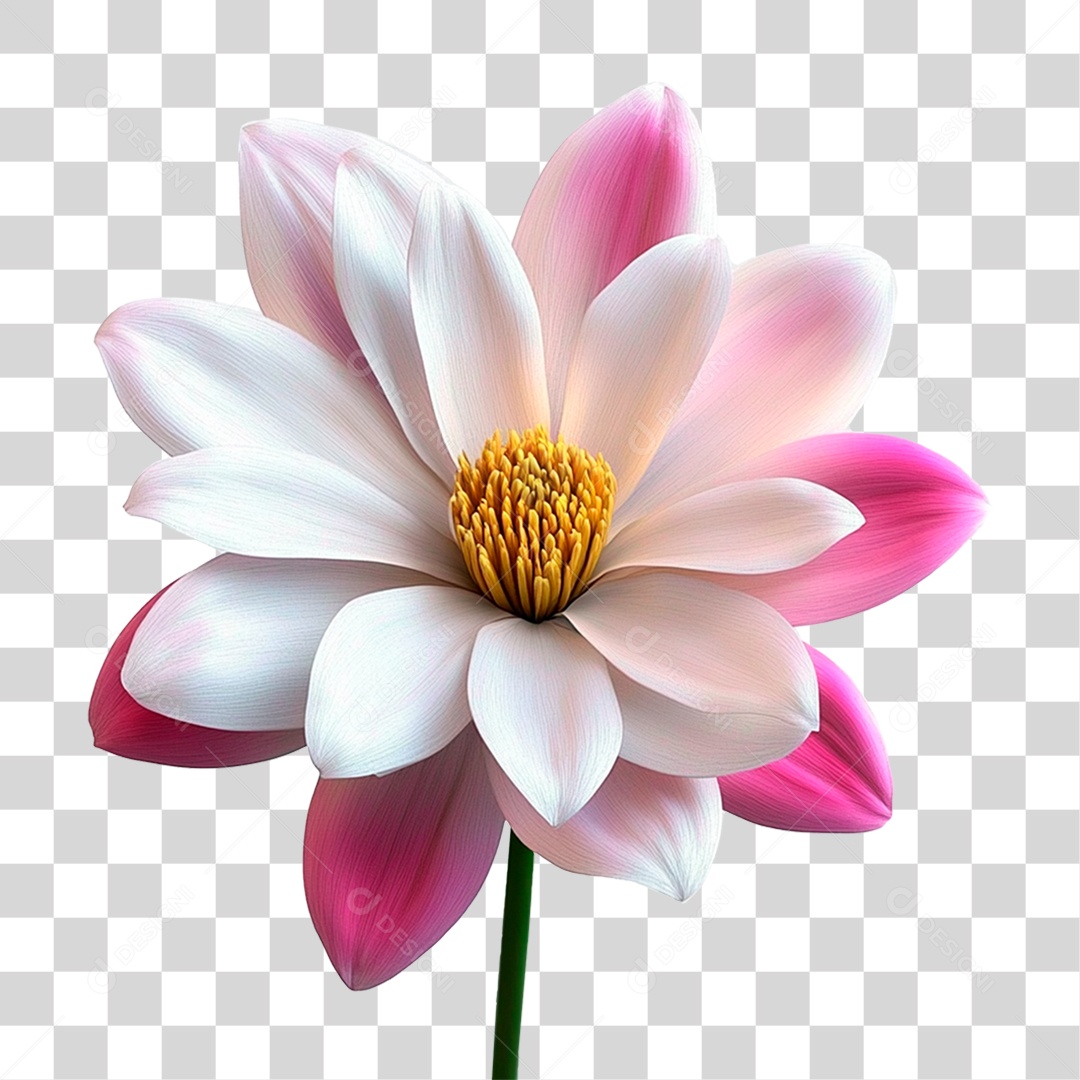 Flor Branca com Rosa PNG Transparente