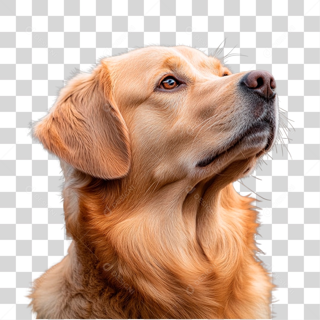 Cachorro PNG Transparente