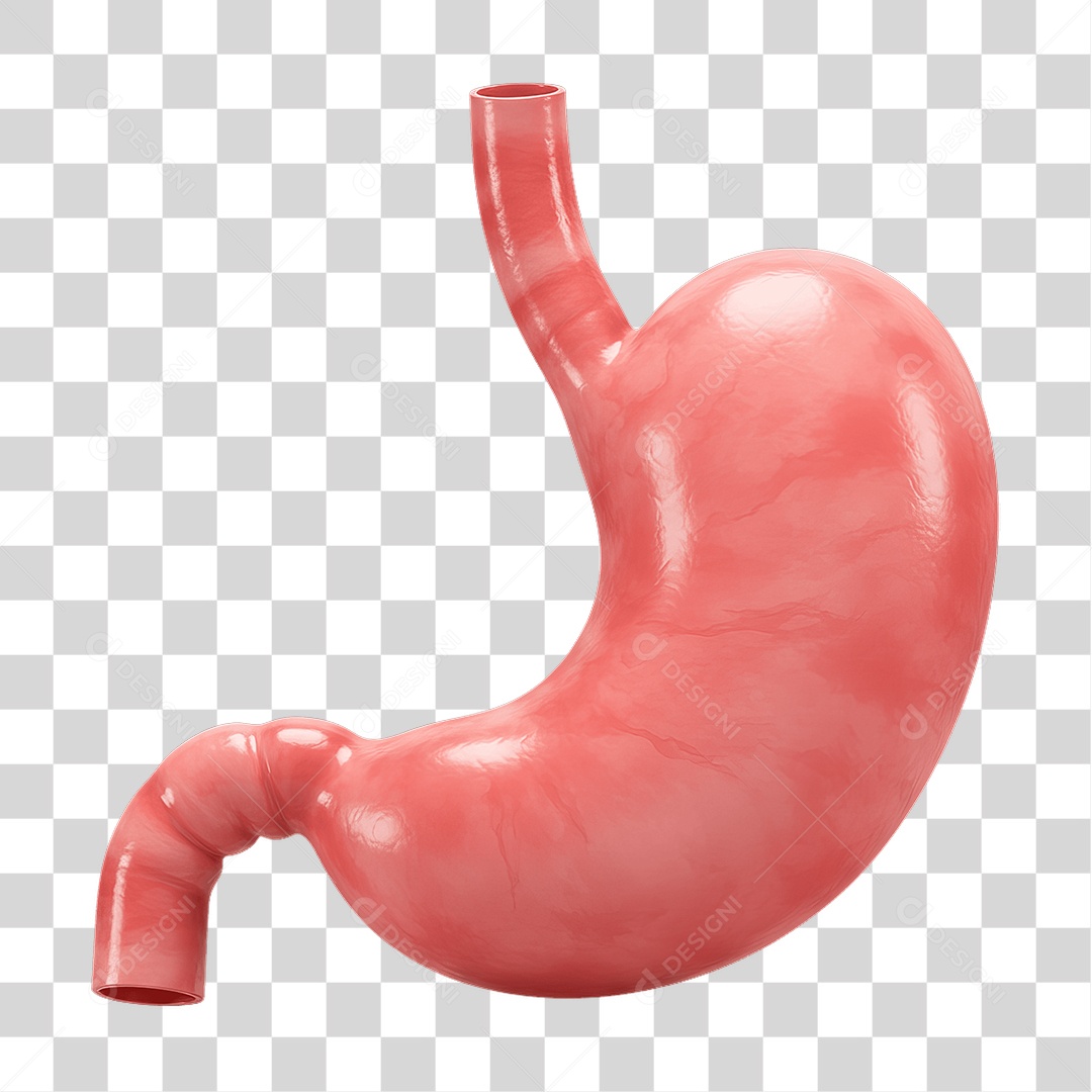 Partes do Corpo Órgãos PNG Transparente