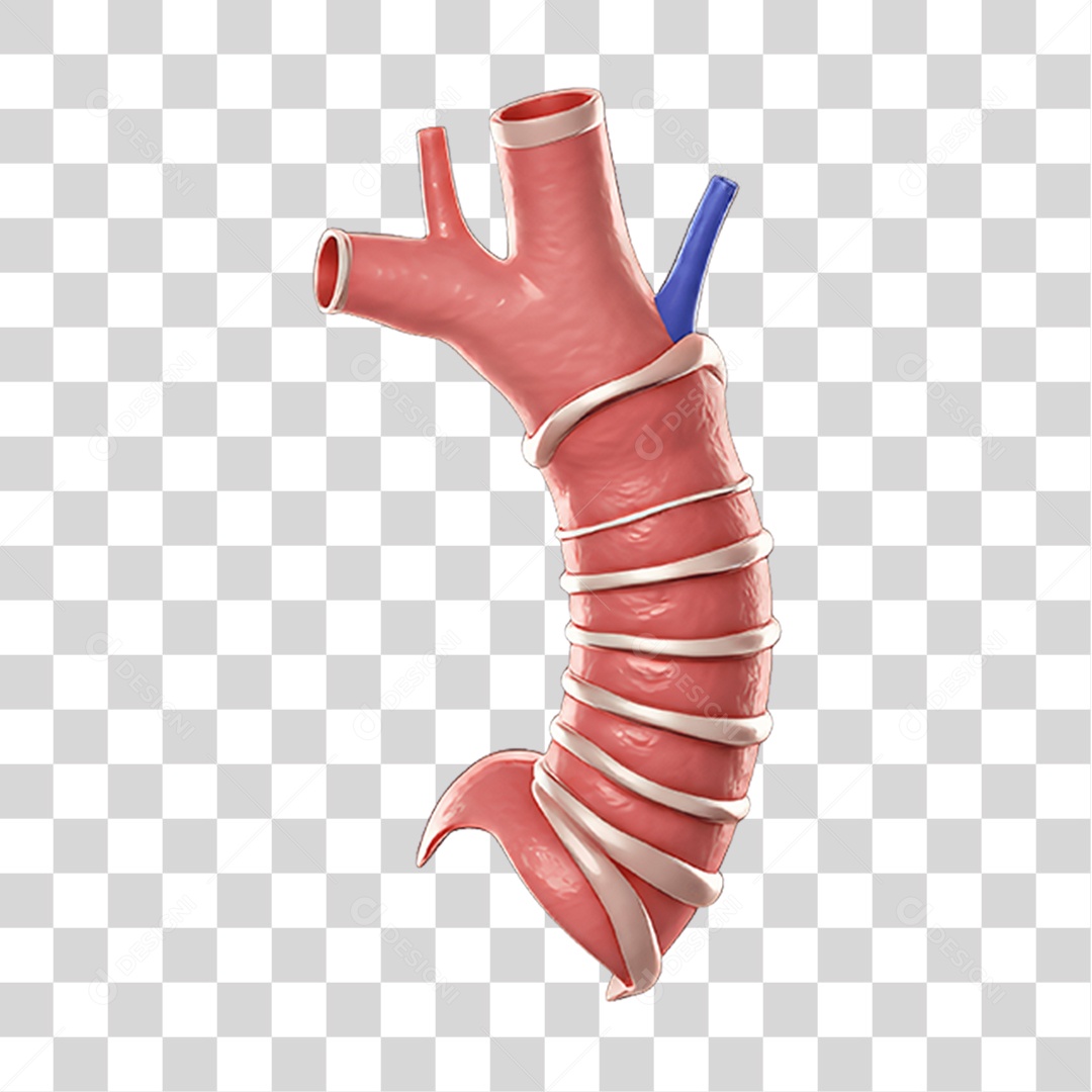 Partes do Corpo Órgãos PNG Transparente