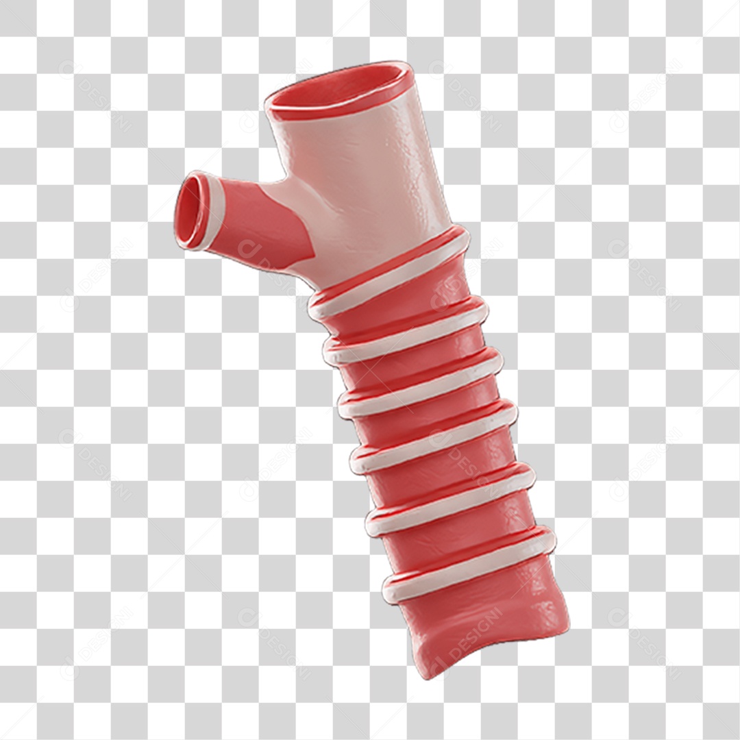 Partes do Corpo Órgãos PNG Transparente