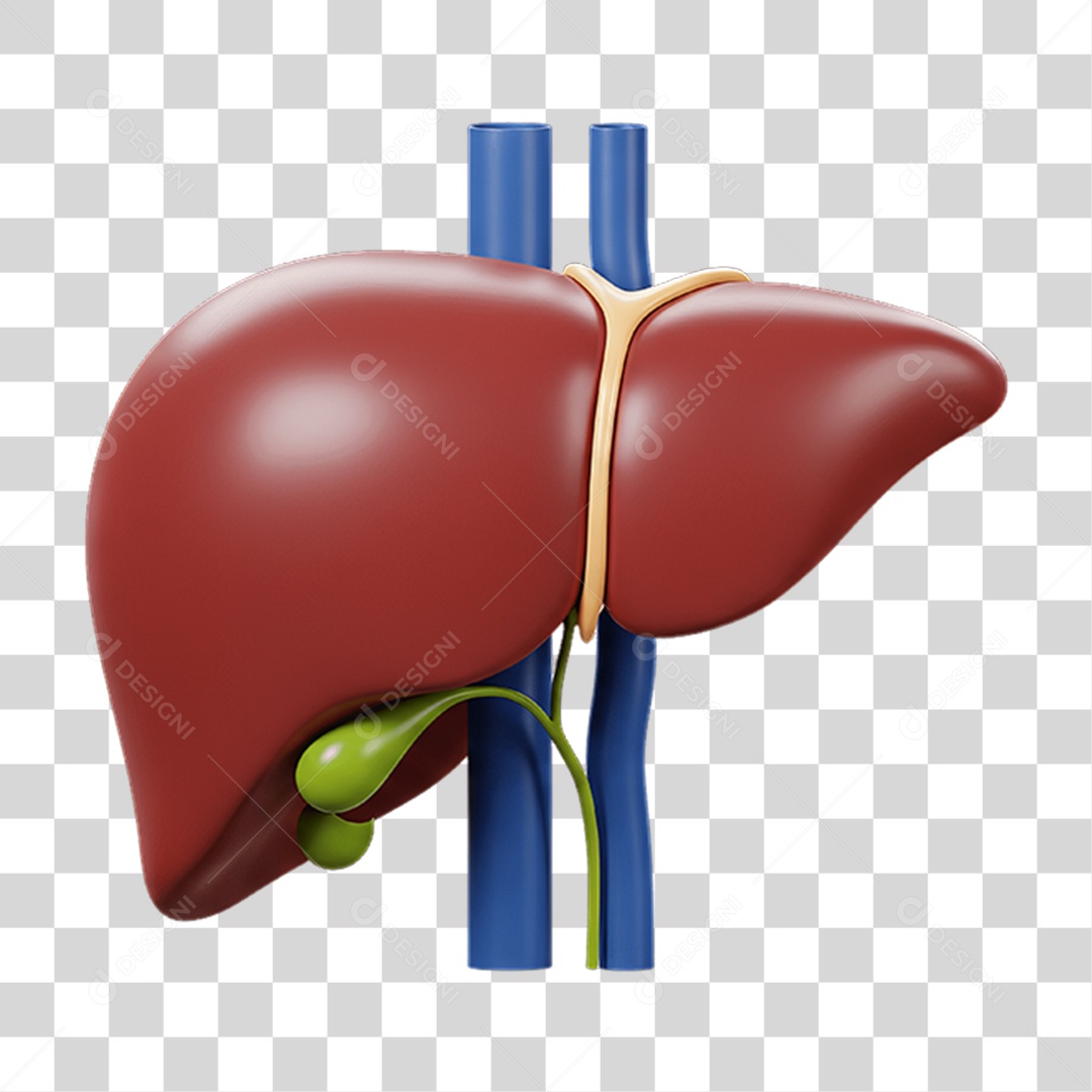 Partes do Corpo Órgãos PNG Transparente