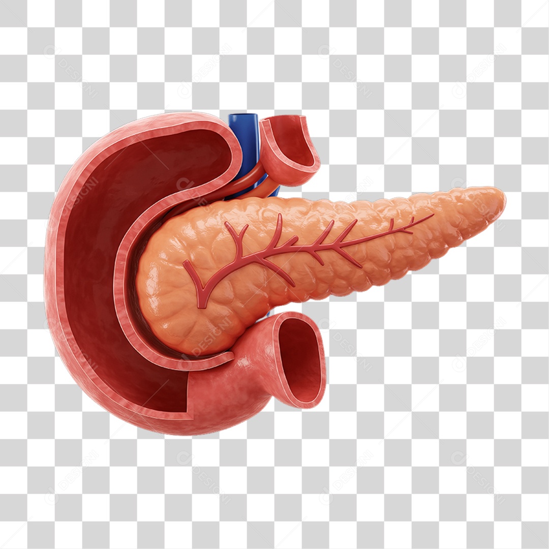 Partes do Corpo Órgãos PNG Transparente