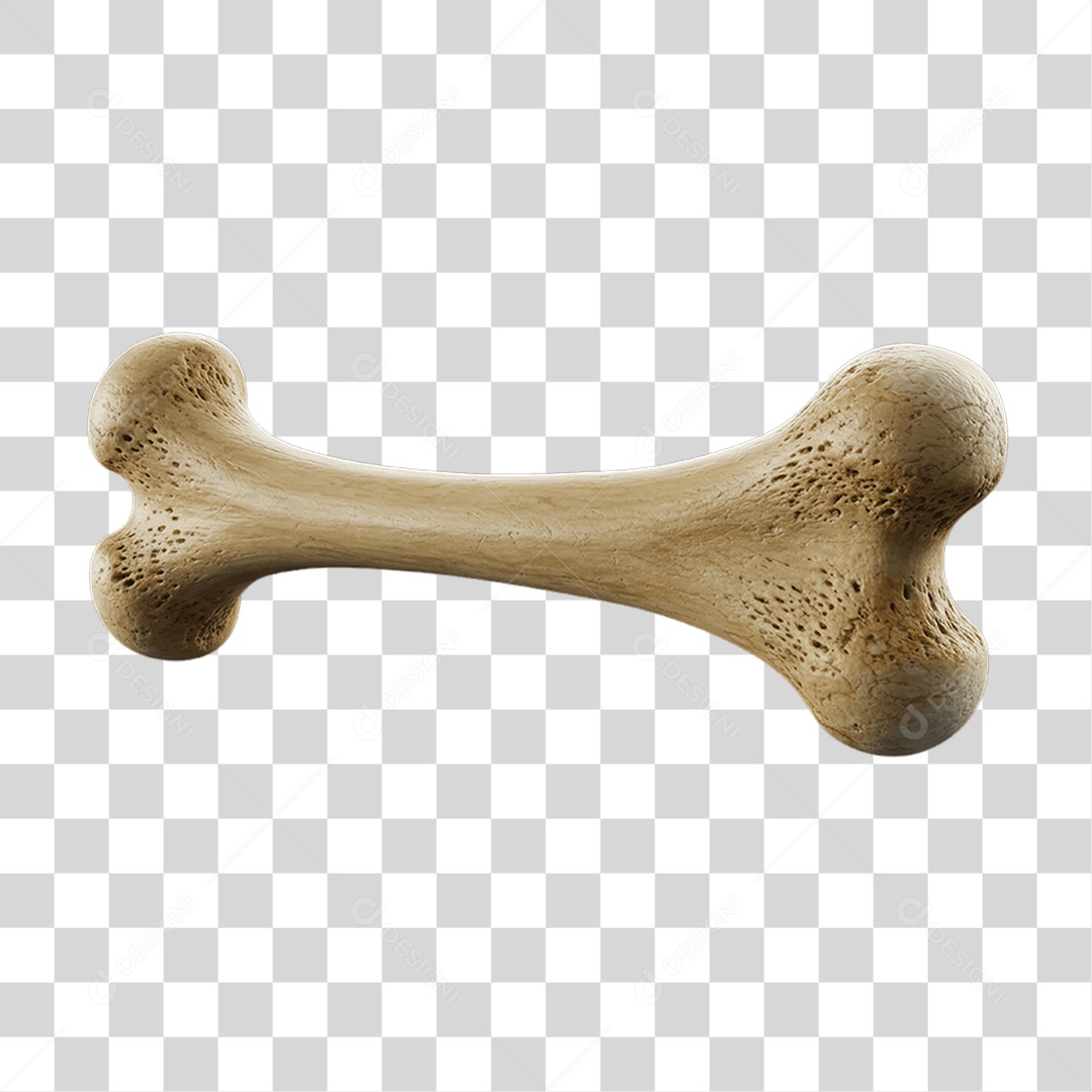 Partes do Corpo Órgãos PNG Transparente