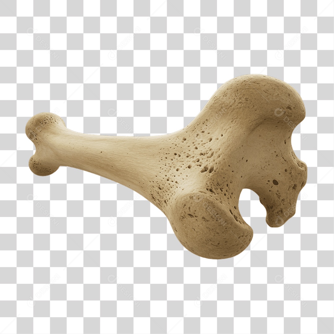 Partes do Corpo Órgãos PNG Transparente