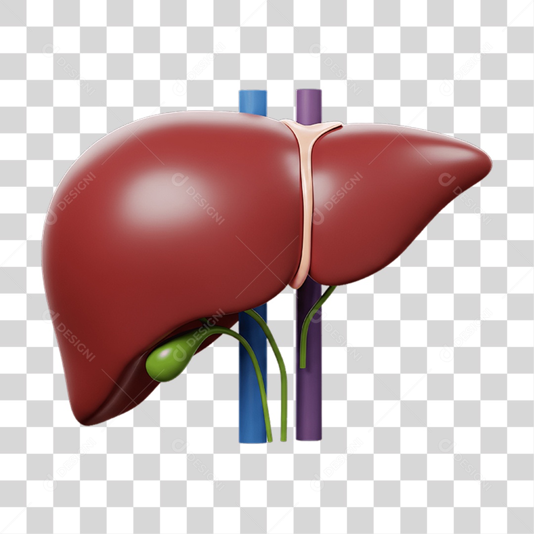 Partes do Corpo Órgãos PNG Transparente