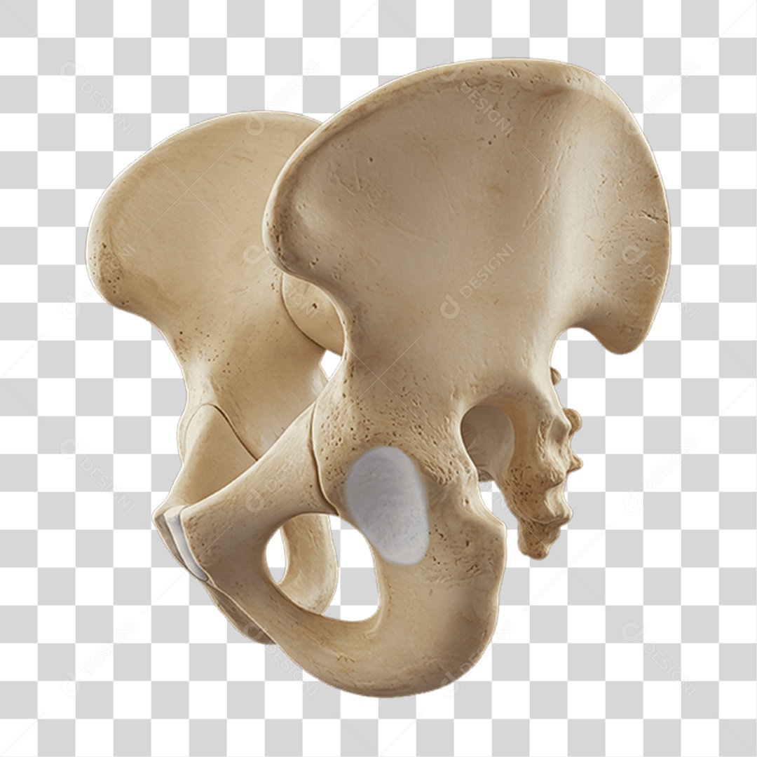 Partes do Corpo Órgãos PNG Transparente