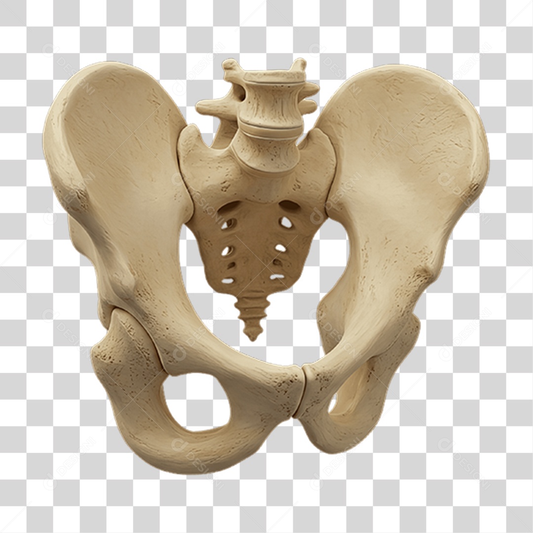 Partes do Corpo Órgãos PNG Transparente