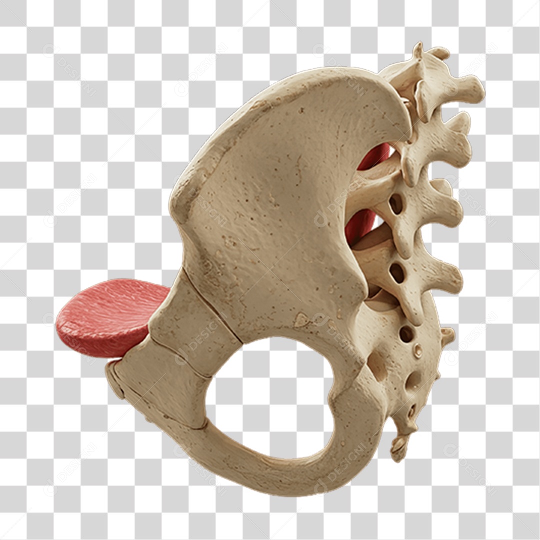 Partes do Corpo Órgãos PNG Transparente