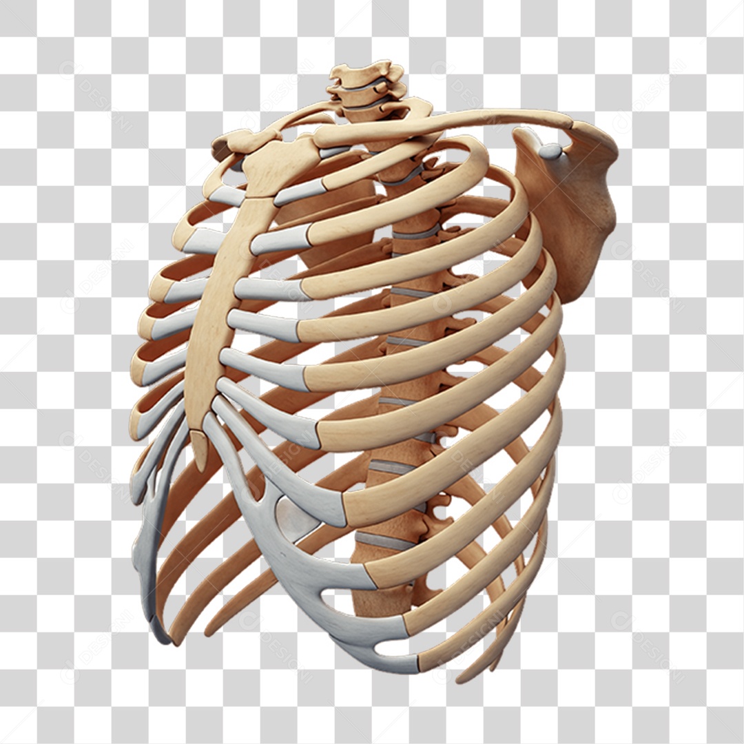 Partes do Corpo Órgãos PNG Transparente