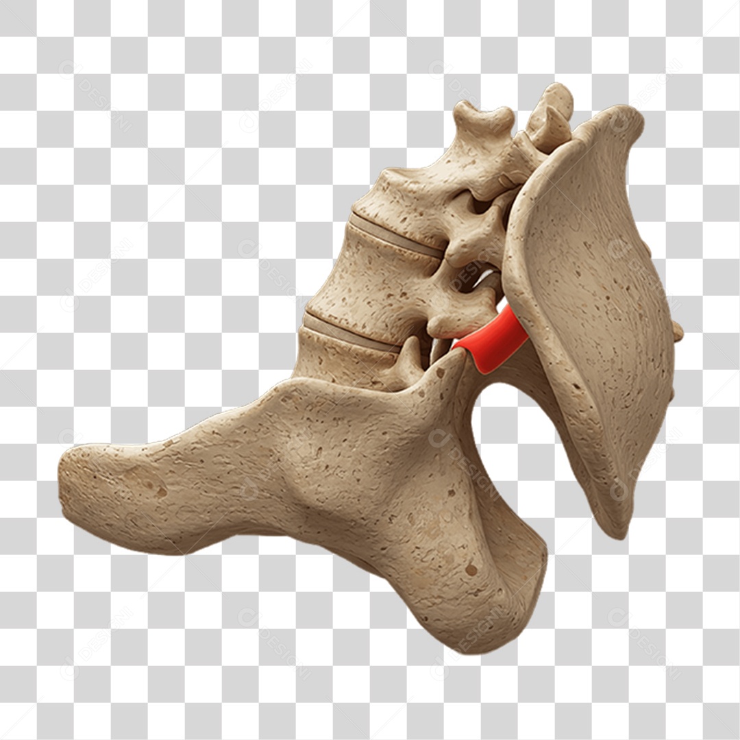 Partes do Corpo Órgãos PNG Transparente
