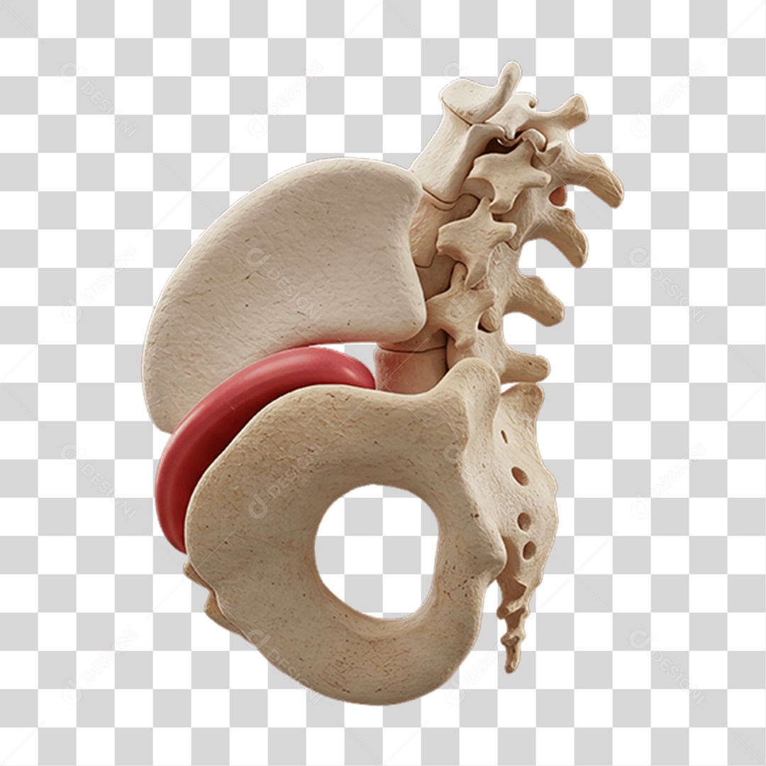 Partes do Corpo Órgãos PNG Transparente