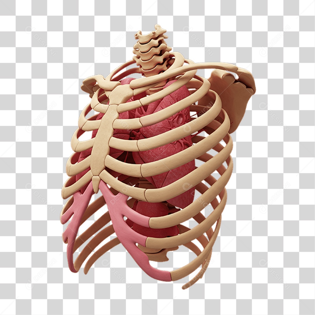 Partes do Corpo Órgãos PNG Transparente