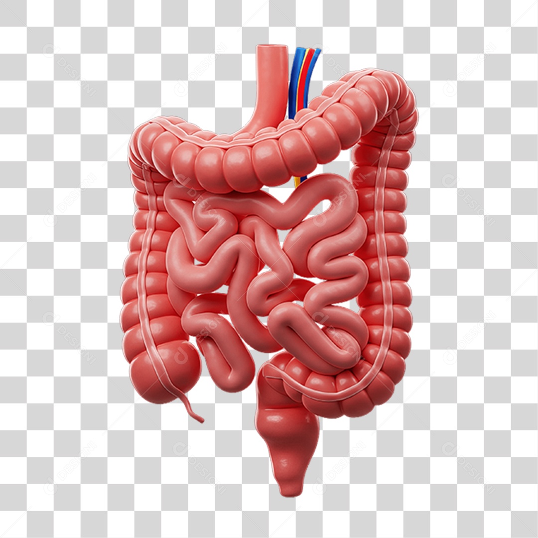 Partes do Corpo Órgãos PNG Transparente