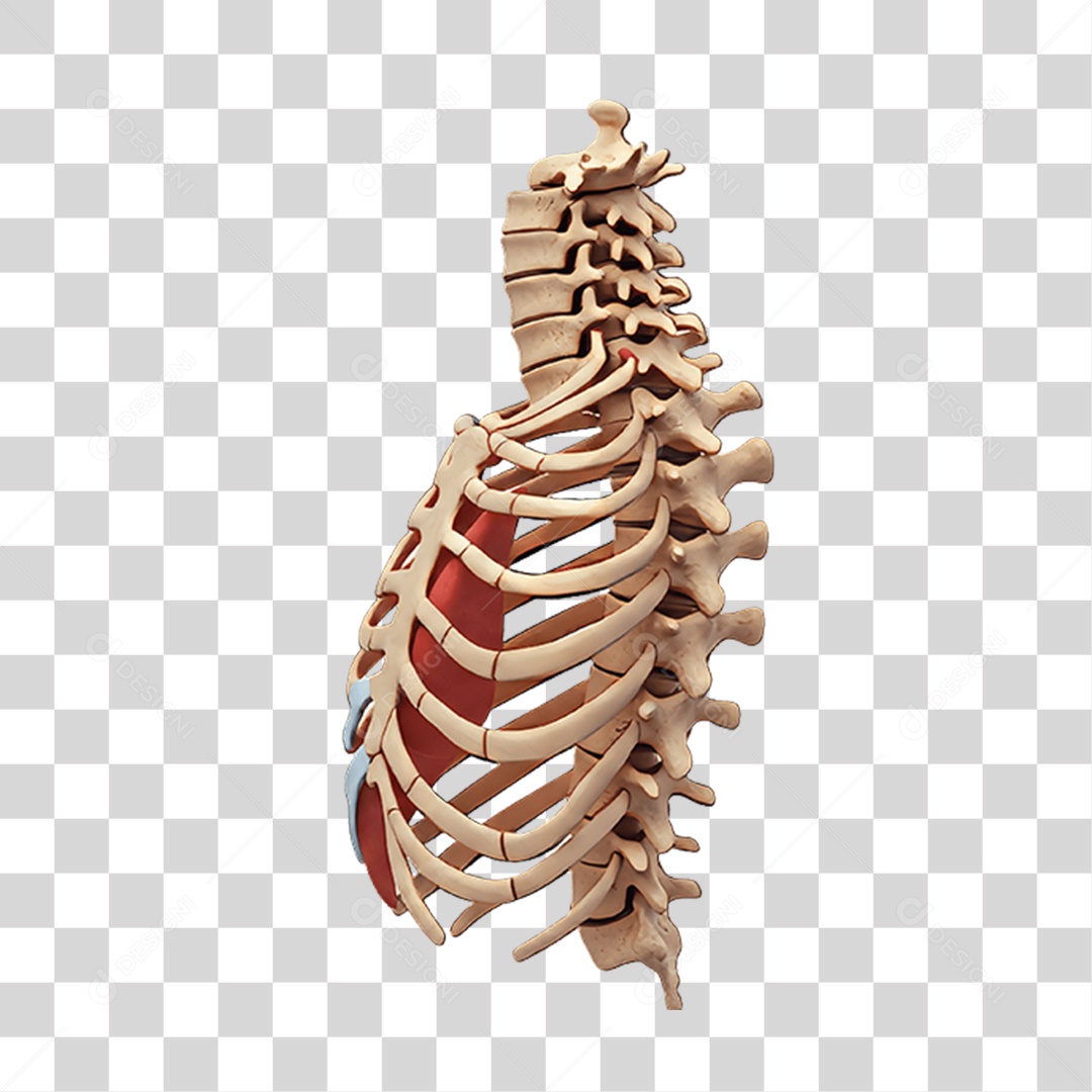 Partes do Corpo Órgãos PNG Transparente