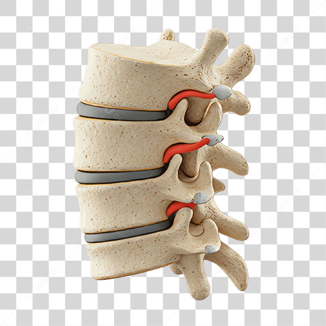 Partes do Corpo Órgãos PNG Transparente