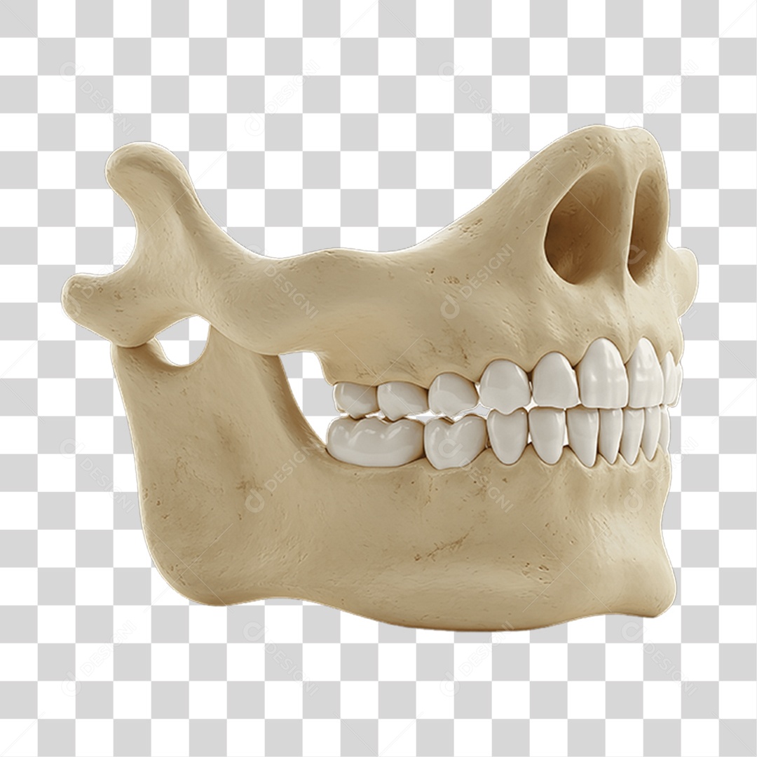 Partes do Corpo Órgãos PNG Transparente