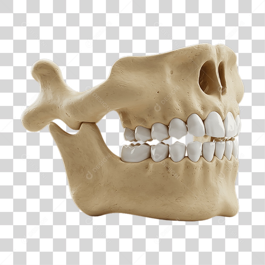 Partes do Corpo Órgãos PNG Transparente