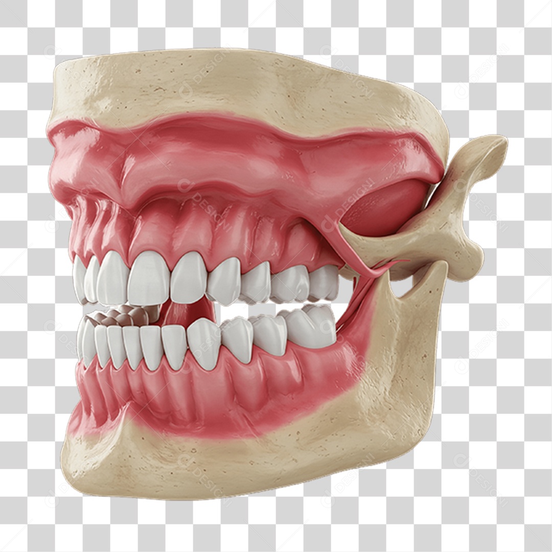 Partes do Corpo Órgãos PNG Transparente