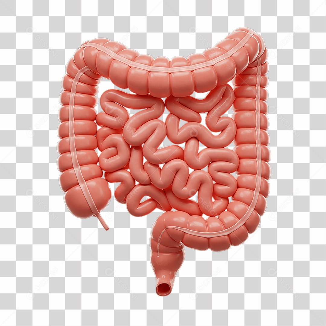 Partes do Corpo Órgãos PNG Transparente