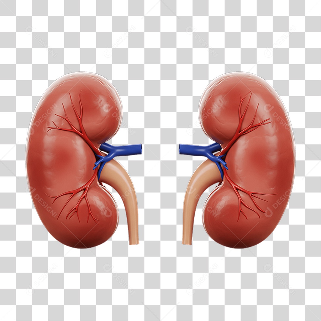 Partes do Corpo Órgãos PNG Transparente