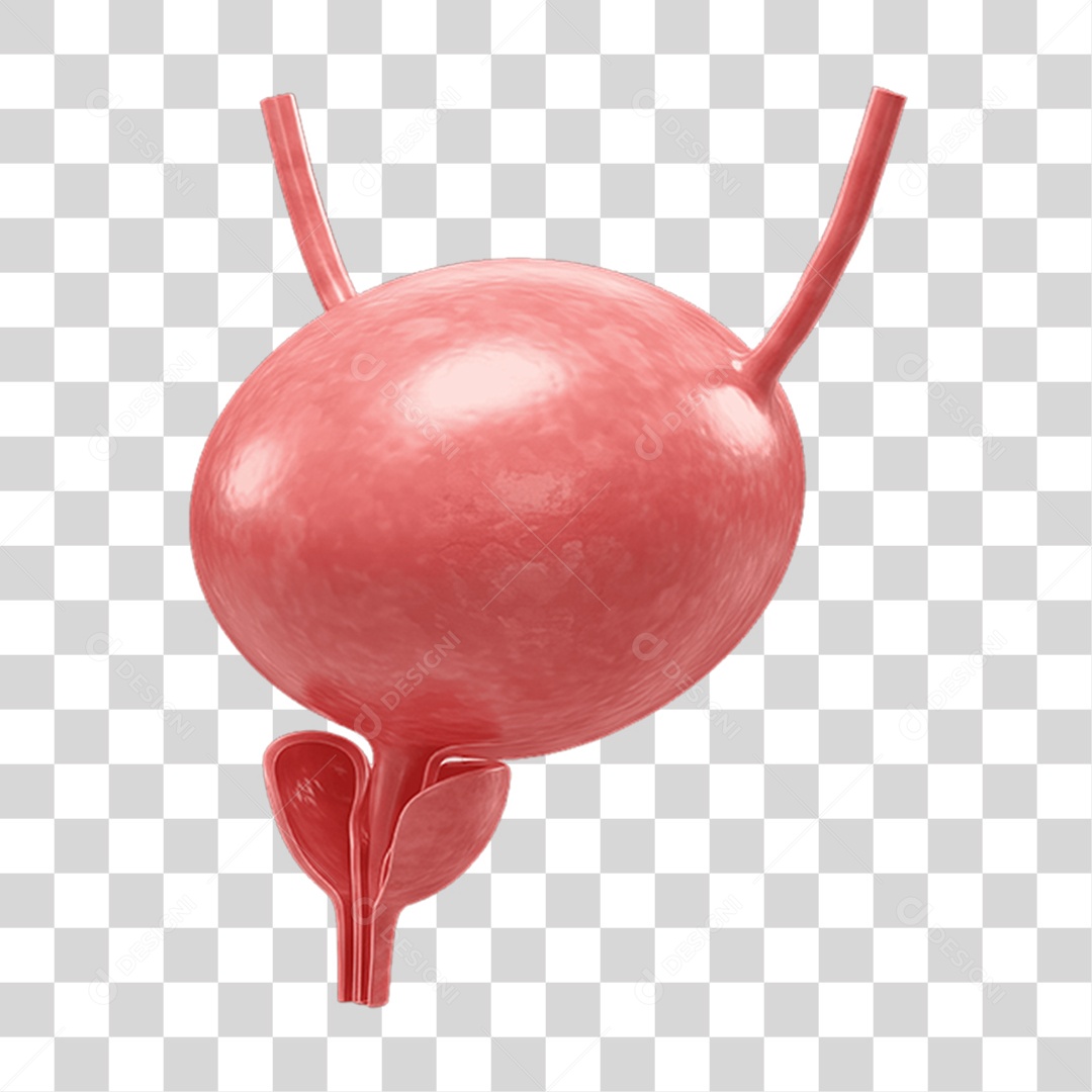 Partes do Corpo Órgãos PNG Transparente