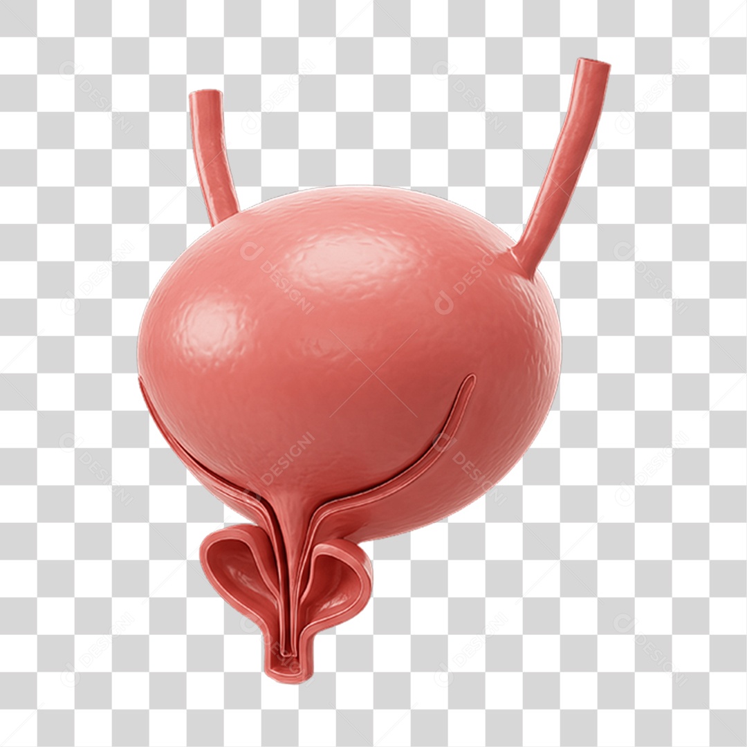 Partes do Corpo Órgãos PNG Transparente