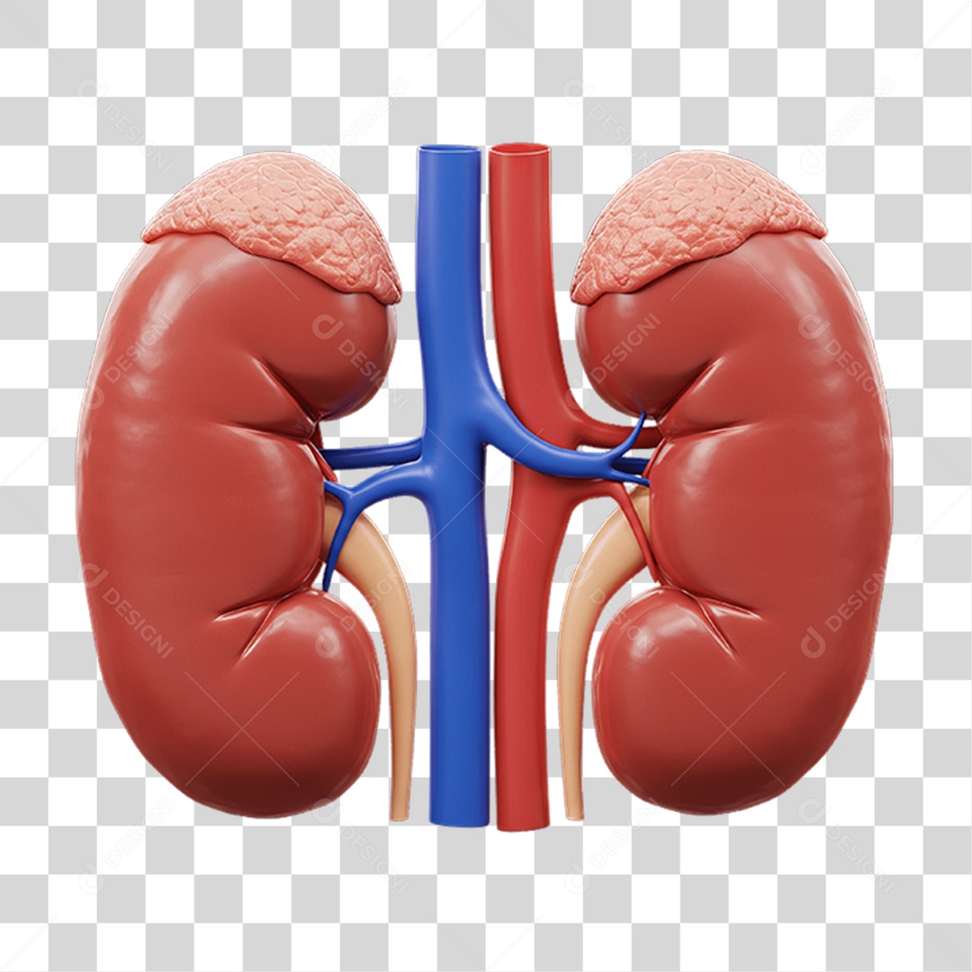 Partes do Corpo Órgãos PNG Transparente