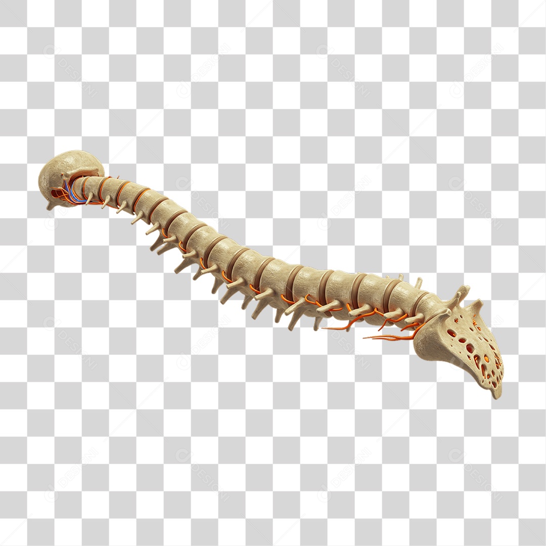 Partes do Corpo Órgãos PNG Transparente