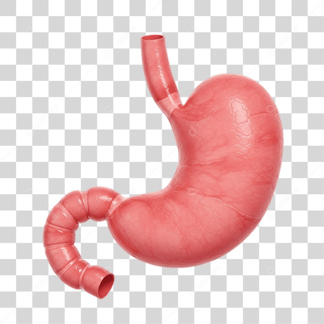 Partes do Corpo Órgãos PNG Transparente