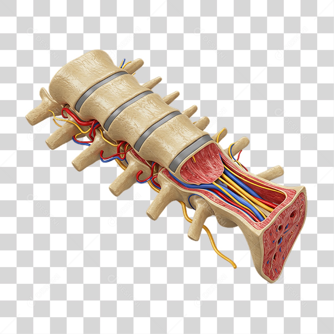 Partes do Corpo Órgãos PNG Transparente