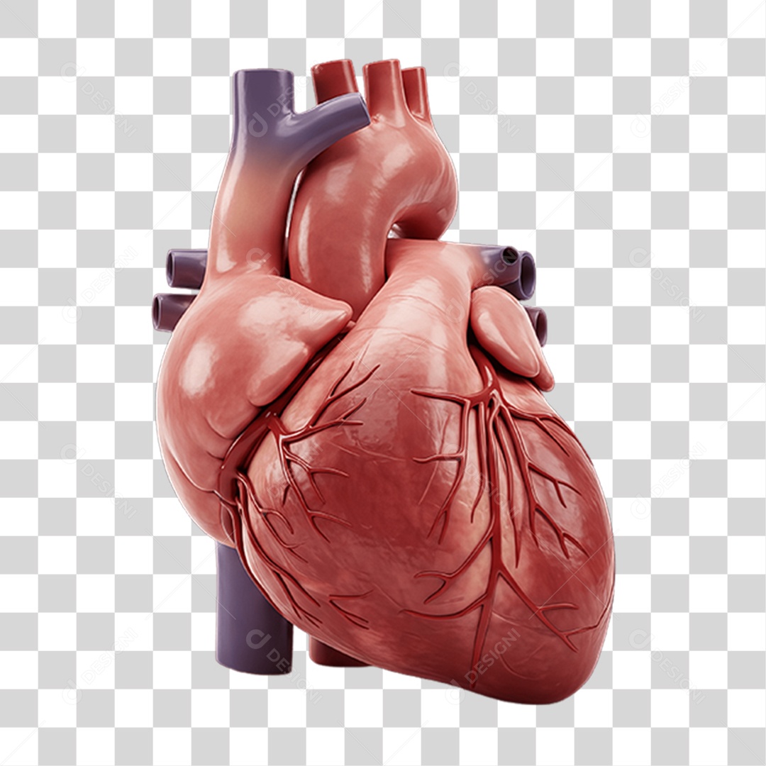 Partes do Corpo Órgãos PNG Transparente