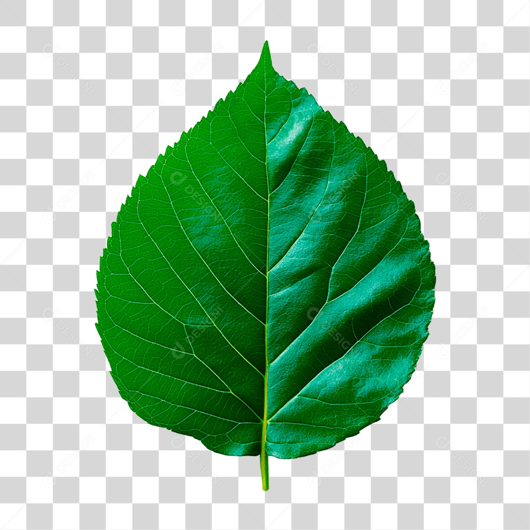 Folha Verde PNG Transparente