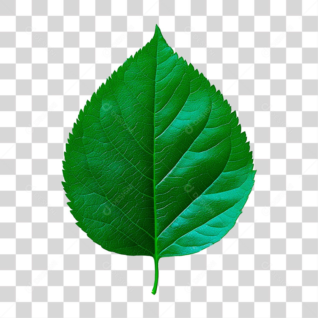 Folha Verde PNG Transparente