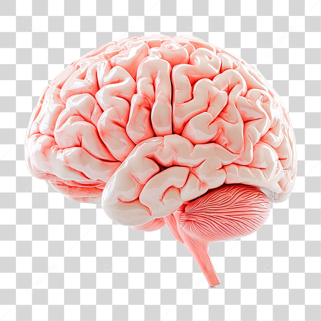 Cérebro PNG Transparente